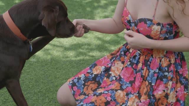 Dog training testing video