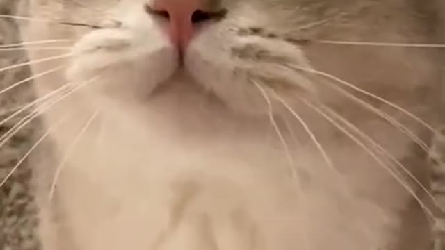 Cute Cat Meow