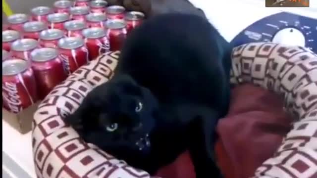 Angry Cat VS Nice Cat