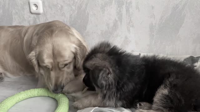 My Dog Teaches My German Shepherd Puppy To Share Things