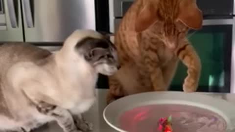 Cat gone fishing