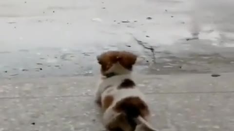 relaxing dog enjoying the rain