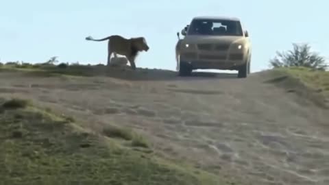 Fearless lion attacks.....