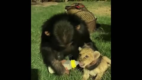 CUTE Baby animals compilations