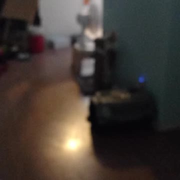 Morning kitty playtime