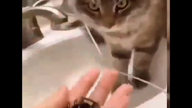 Cat makes fun and enjoy