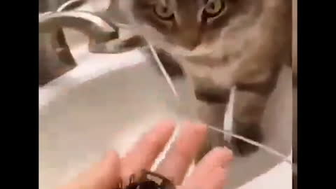 Cat makes fun and enjoy