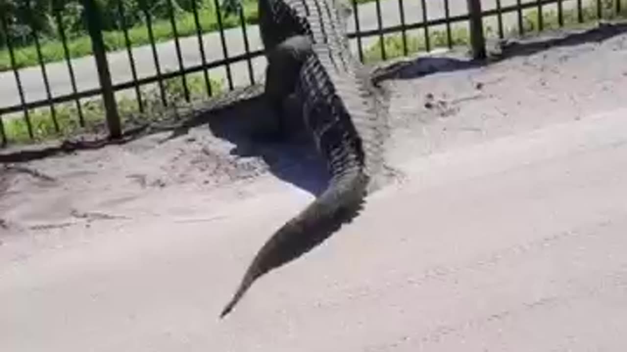 Giant alligator bends metal fence while forcing its way through