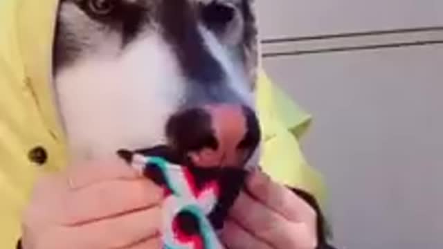 (Video Funny) - Can't laugh
