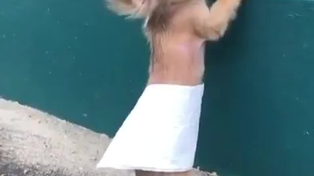 funny dog