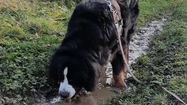 Bernese Mountain Dog loves the puddle