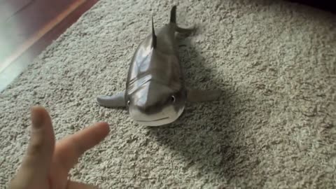 Baby Shark Happy Moment . Funny Video of the baby Shark.