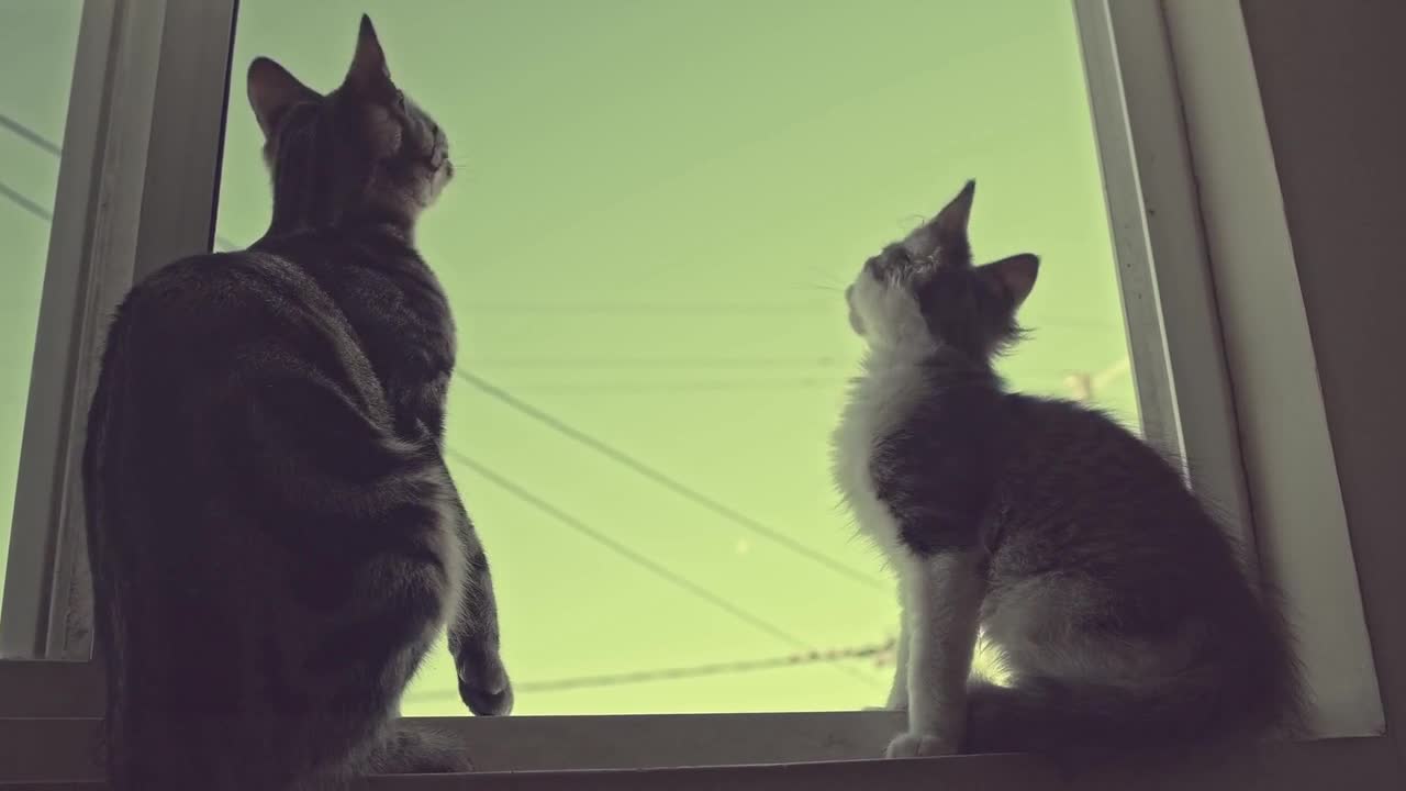 Kitten petting her kitten at the window