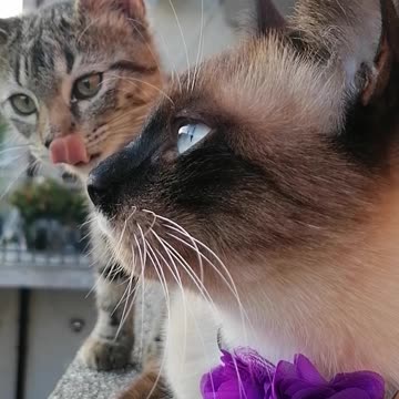 fashion cat with kitten