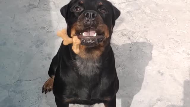 Roxy The Rottweiler Funny dog