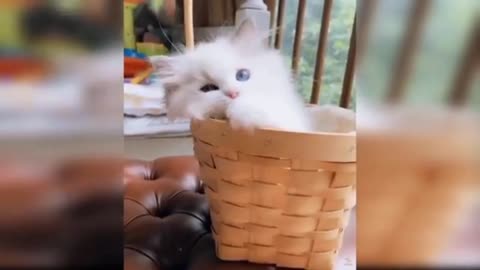 Cat funny video , cats are very beautiful