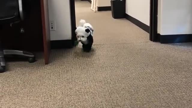 Dogs in Panda Costumes