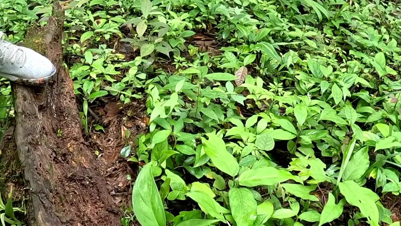 Poison Dart Frog in the jungle of Costa Rica