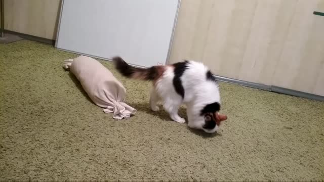 The cat plays with potatoes and takes her in his teeth