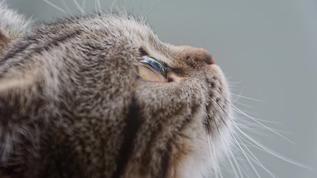 Birtish Short Hair Cats