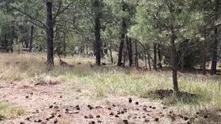 Wild Turkey hens & their chicks