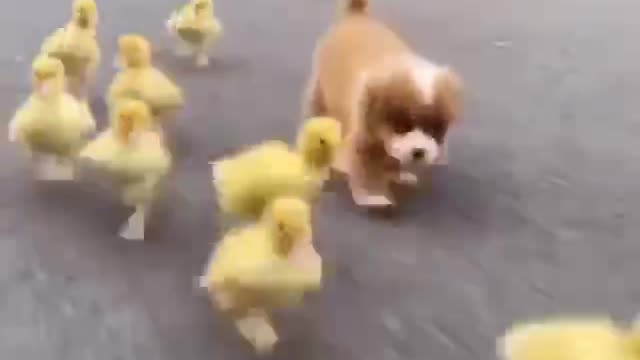 The Duck Runs faster than my Puppy