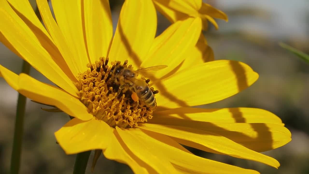 Bee on a yellow flower