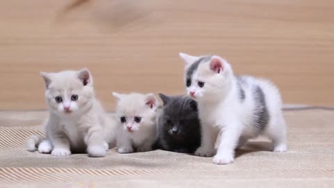 Cute English Shorthair Cat