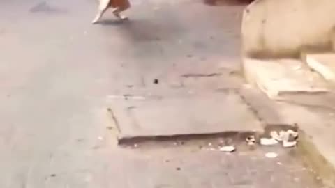 Cat and dog fighting