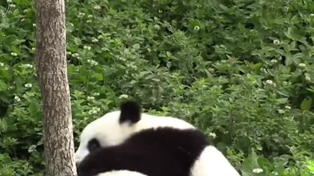 Don’t be fooled by the panda’s chubby, round appearance, and clumsy nature