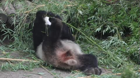 A giant panda with toothy flesh