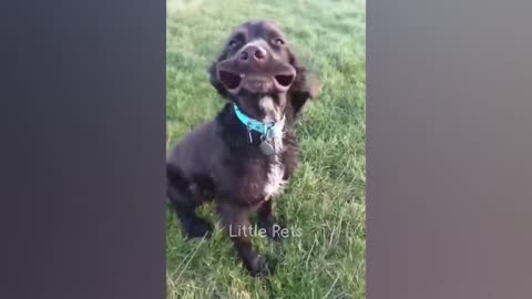 Funny animals