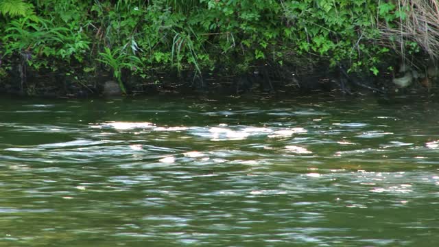 mosquitos above water