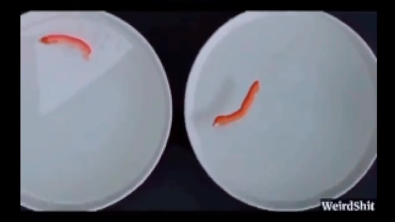 GMO Food Swimming In Salt Water