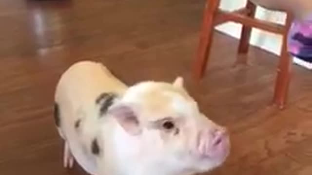 Cute Baby Pig Snack Time