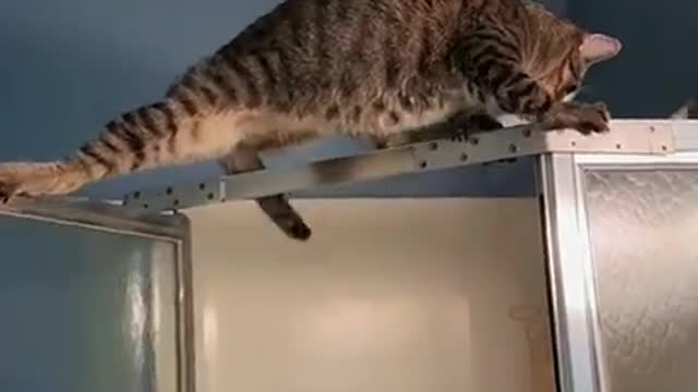 Cat vs Shower Door