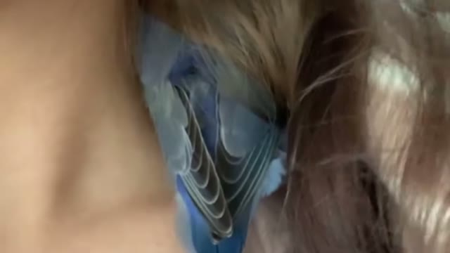 Sleepy Birds Seek Refuge in Hair