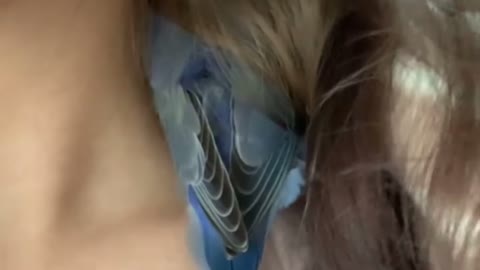 Sleepy Birds Seek Refuge in Hair