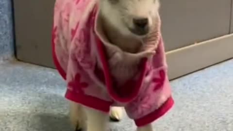 baby goat#goat