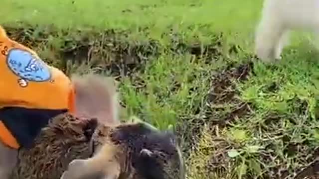 Baby Lyly monkey has fun with pets Dog and duck cats #Shorts118