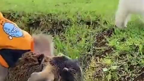 Baby Lyly monkey has fun with pets Dog and duck cats #Shorts118