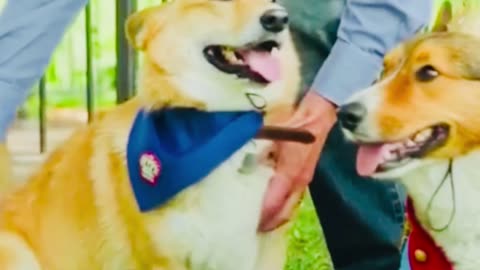 Corgis gather at Buckingham Palace