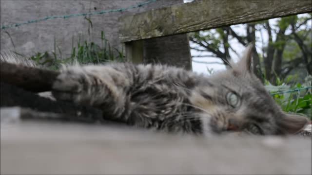 Cat Rolling Around Outside