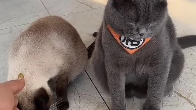 The cat always chases its tail