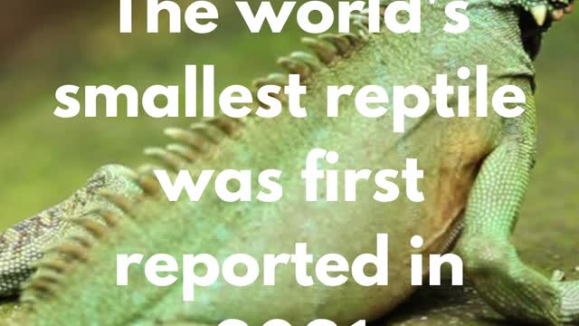 The wood frog can hold its pee for up to eight months