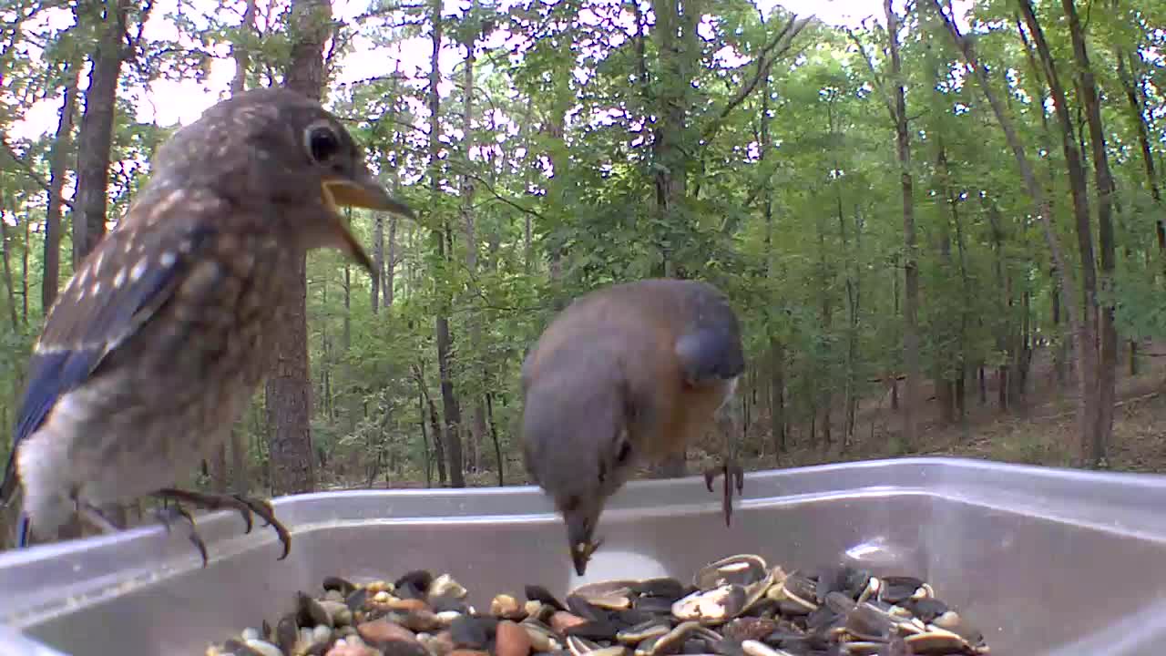 Baby Bluebird