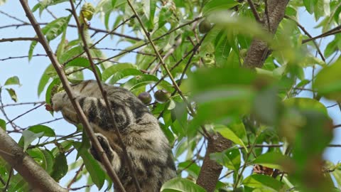 An Adult Cat On A Tree Looking Haphazardly