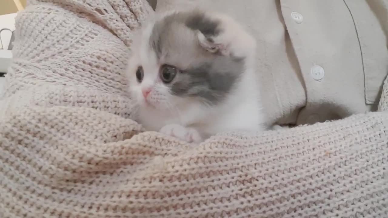 Cute Kitten Videos Short Leg Cat | Amazing Acts