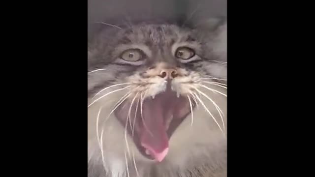 The cat wants to sleep