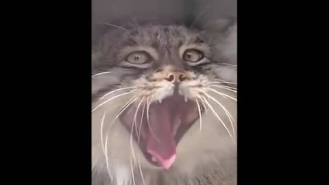 The cat wants to sleep